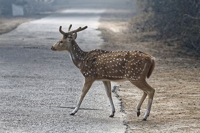 Keoladeo national park-041